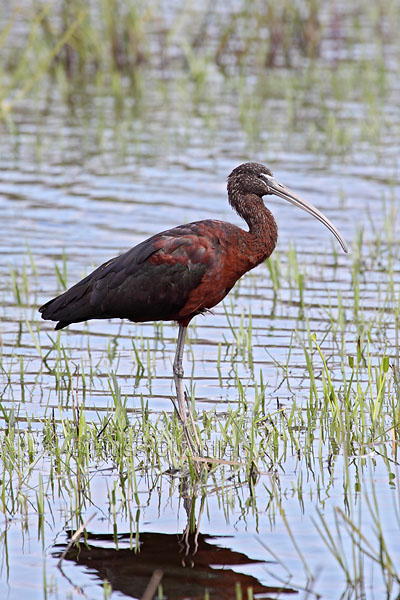 Glossy Ibis © Russ Chantler